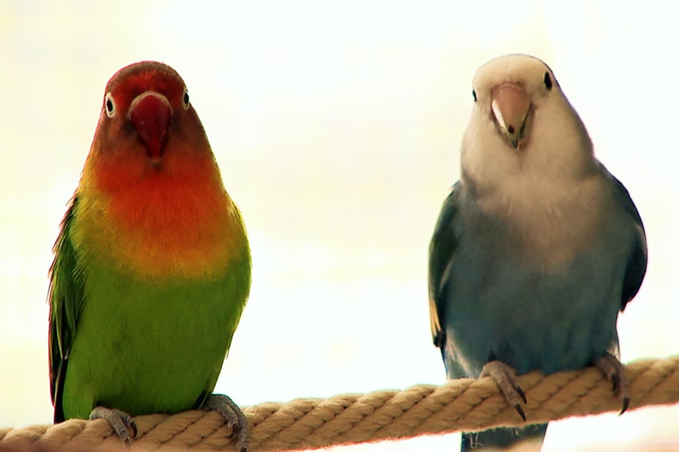 Wie alt Rosenköpfchen Blue (r.) ist, kann das Tierheim nicht mit Gewissheit sagen.