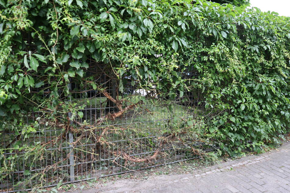 An diesem Zaun zündete der Sprengsatz und fetzte zuerst den unteren Teil der Hecke weg.