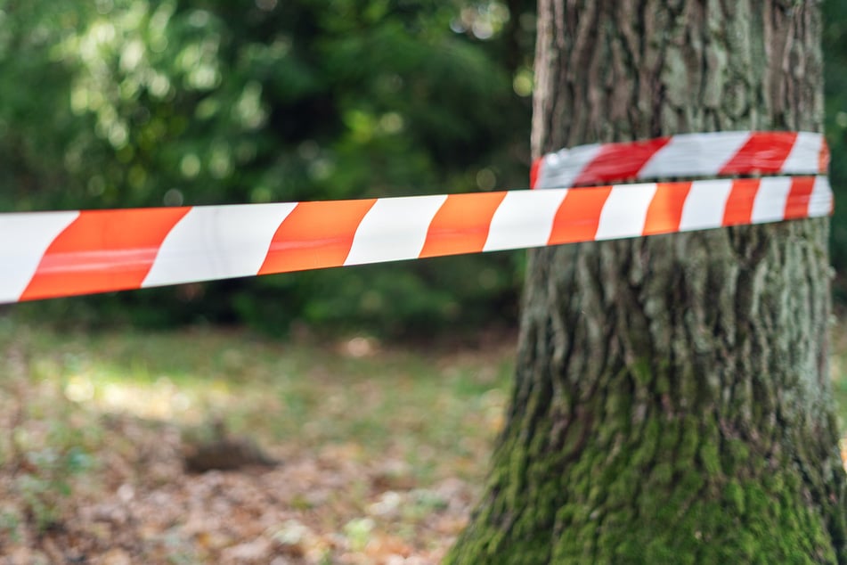 Die Leiche der Frau wurde im Lampertheimer Wald entdeckt. (Symbolfoto)