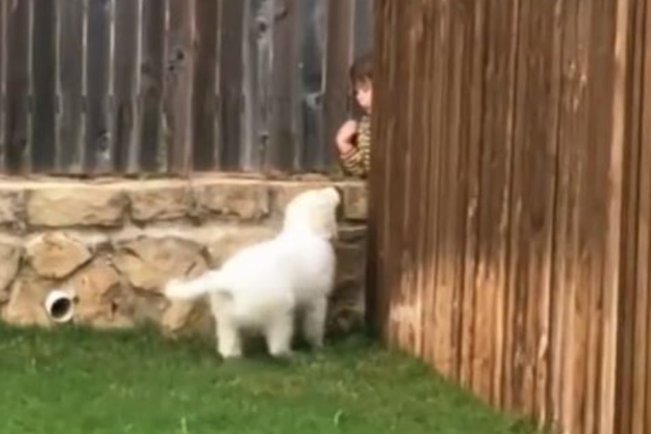 The puppy and the boy next door used to play through a gap in the backyard fence.