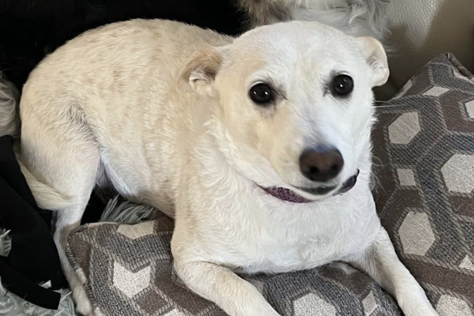 Die Jack Russell Terrier-Hündin Luna harrt bereits seit über einem Monat allein in der Wildnis des Yellowstone-Nationalparks aus.