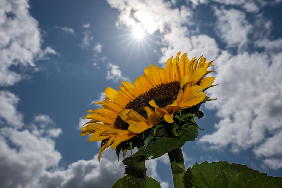 Nach einem wechselhaften Wochenstart erwartet Nordrhein-Westfalen in den kommenden Tagen wieder hochsommerliche Temperaturen. (Symbolbild)
