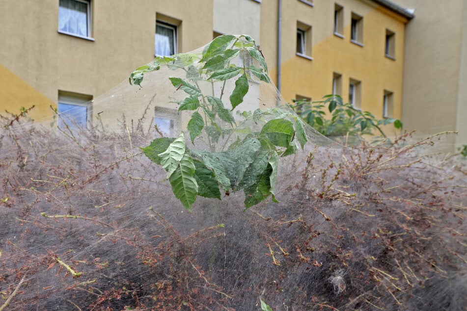 Die Sträucher vor dem Wohnblock sind komplett mit den Netzen überzogen.