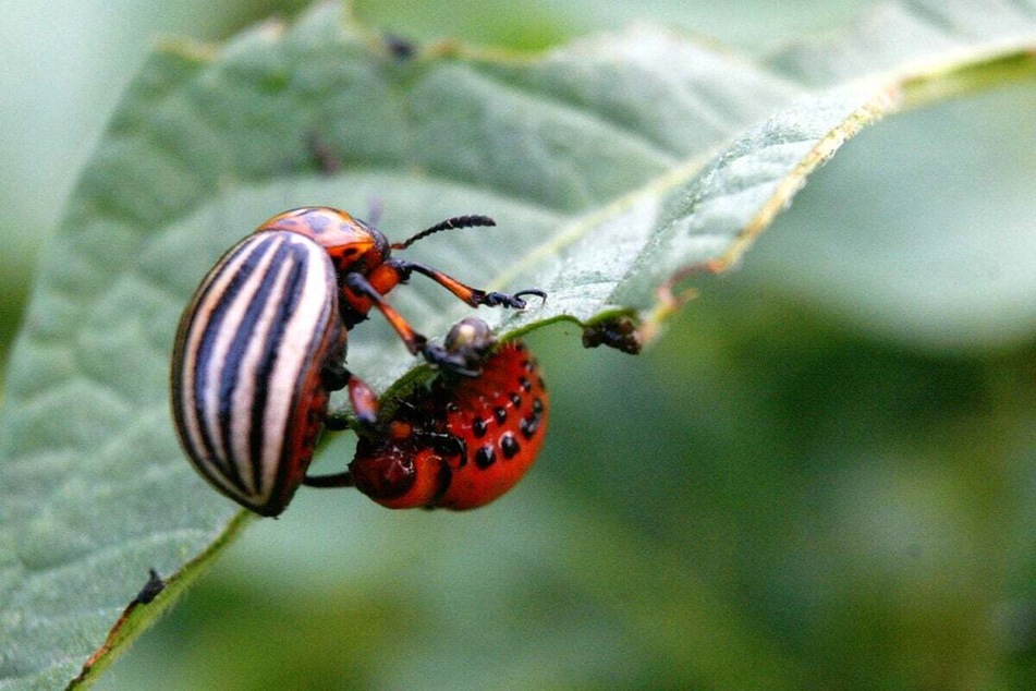 Egal, ob rote Larve oder gelb-schwarzer, ausgewachsener Käfer - die Schädlinge müssen von befallenen Pflanzen entfernt werden.