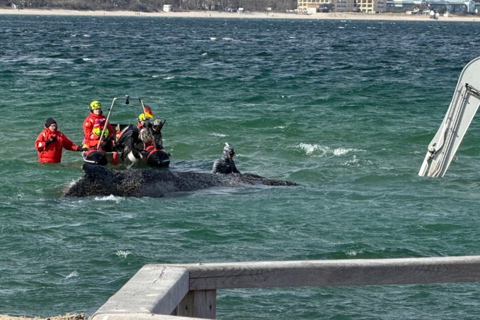 Die Baggerarbeiten laufen währenddessen weiter, die Schaufel geht immer wieder nur wenige Zentimeter vom Tier entfernt ins Wasser.