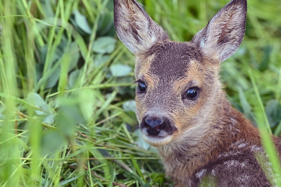 Grusel-Fund im Wald bei Regensburg: Rehkitz mit sauberem Schnitt geköpft