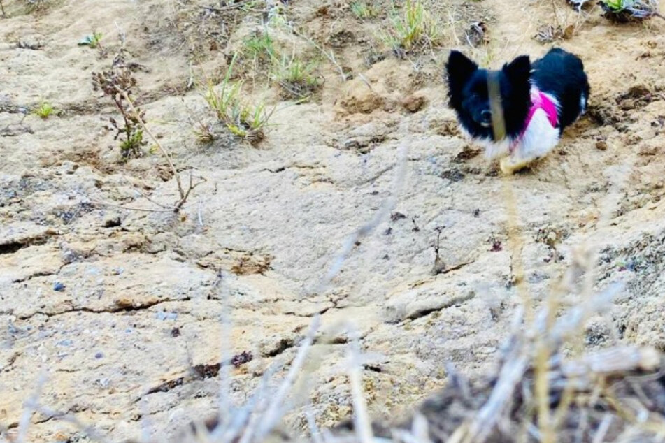 Frau lässt Hund an Klippe von der Leine: Tier stürzt in die Tiefe