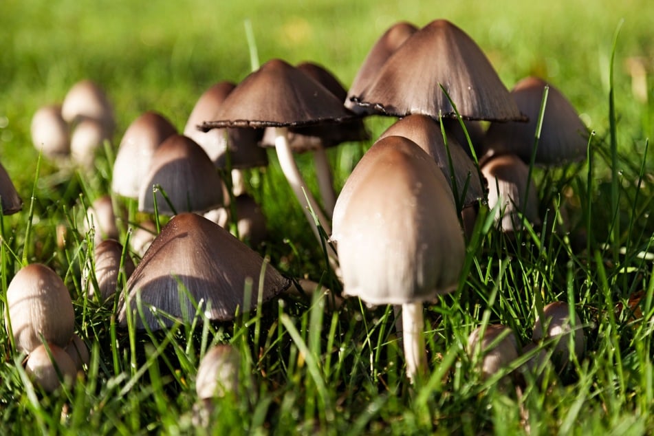 Pilze im Rasen entstehen durch winzige Pilzsporen, die sich an für sie geeigneten Standorten absetzen.
