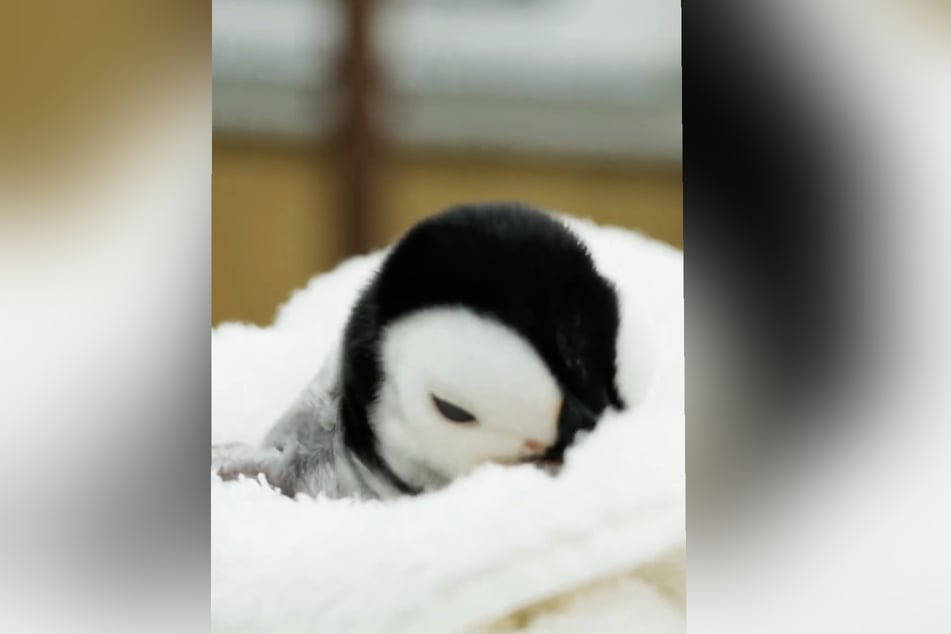 Das noch namenlose Pinguin-Mädchen ist nach ihrer Geburt wohlauf.