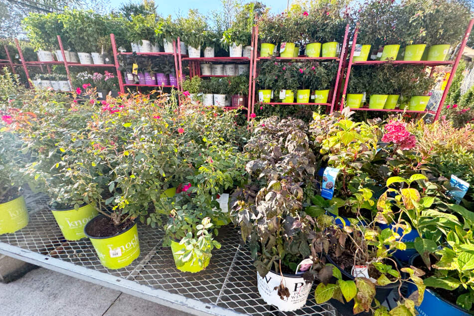 Get your garden ready for winter with these items at Home Depot