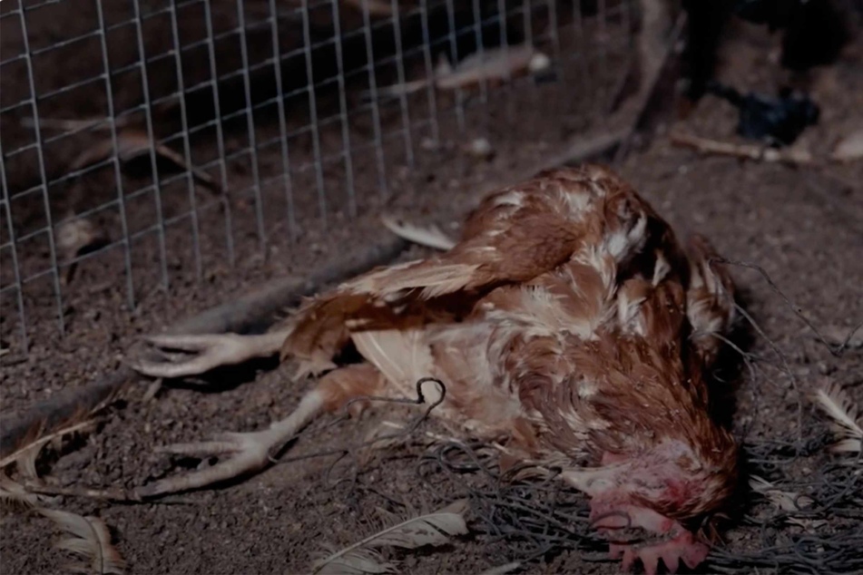 In den Ställen lagen tote Tiere zwischen den noch lebenden Hühnern.
