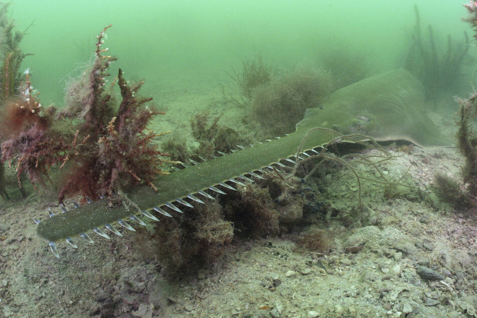 The smalltooth sawfish is an iconic inhabitant of south Florida.