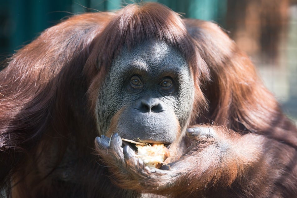 Die Orang-Utan-Dame Djaka frisst in ihrem Gehege im Zoo einen Gemüse- und Obstkuchen. In Dresden wurden am ersten Wochenende seit den neuesten Lockerungen am 6. Juni bis zu 5000 Tickets täglich verkauft.