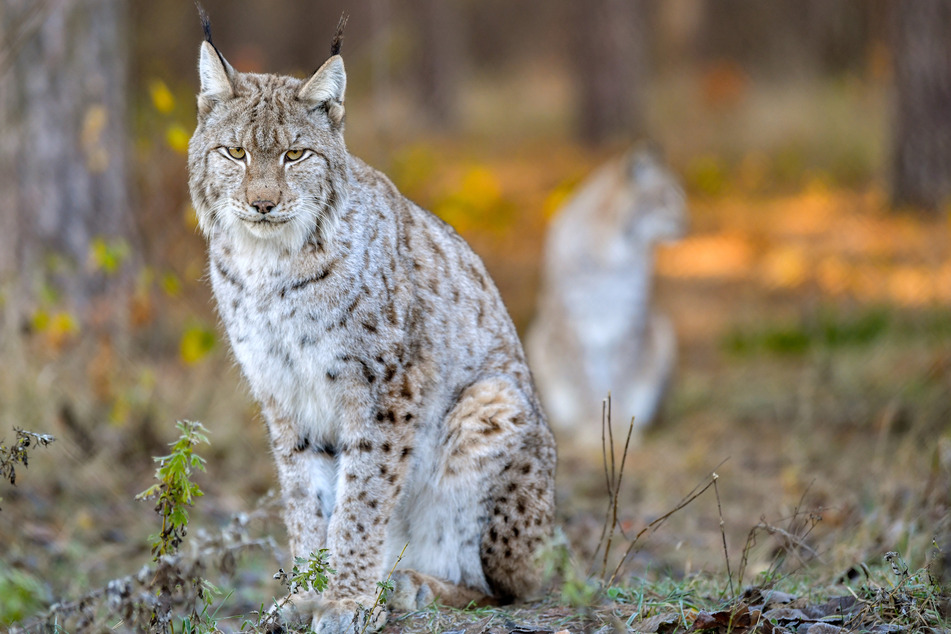 Ein Luchs wartet auf die Fütterung im Gehege im Wildpark Schorfheide.