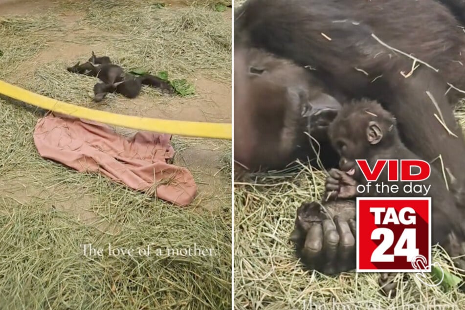 viral videos: Viral Video of the Day for October 11, 2024: Mama gorilla adorably comforts baby that took a little tumble!