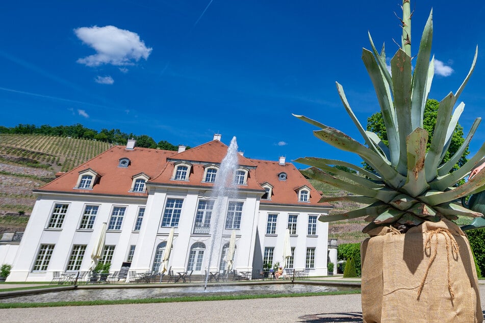 Auf Schloss Wackerbarth blüht die Agave - und stirbt kurz darauf
