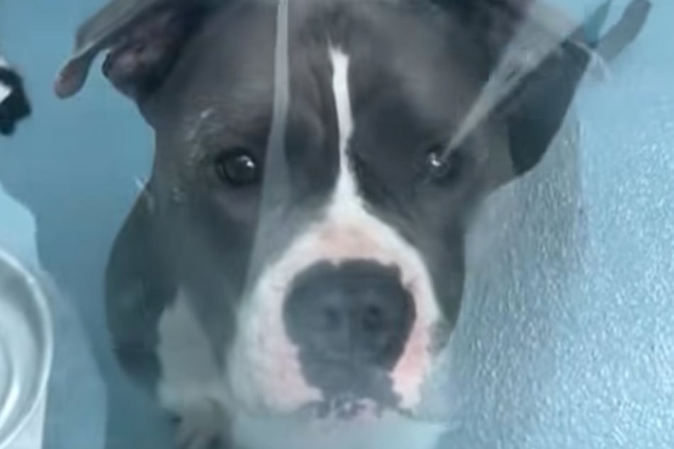 Sieht im Video trauriger aus als sie vermutlich ist. Ellie gilt als lebensfroh und verspielt.
