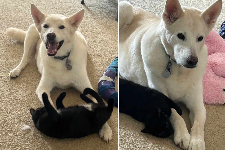 It's been a year since this family's dog died. The grief is still heavy, but they're not the only ones saddened by the loss – their cat is also struggling.