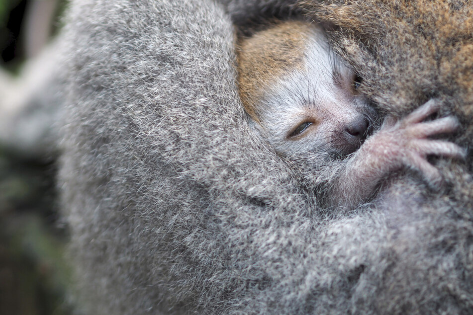 Gut festhalten! Affen-Mamas im Zoo Leipzig haben alle Hände voll zu tun