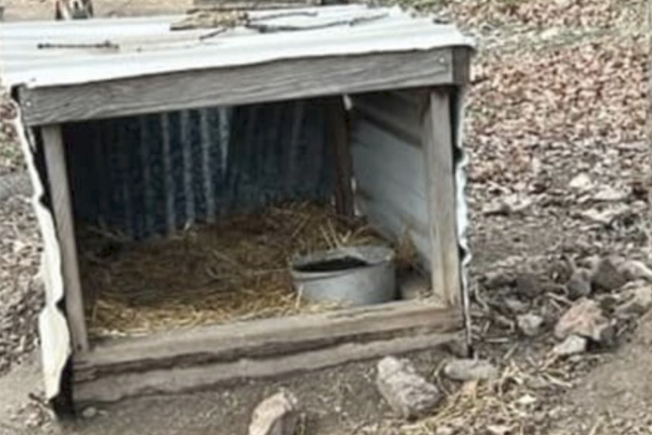 In dieser kleinen Hütte aus Holz und verbogenem Blech müssen die Hunde hausen.