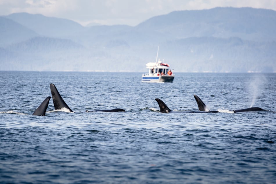 In der Meerenge von Gibraltar wurden zwei Yachten von einer Gruppe Orcas gerammt. (Symbolbild)