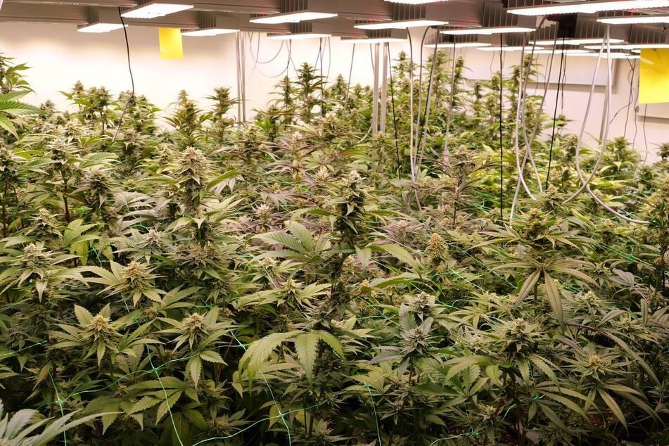 Illegales Marihuana-Geschäft im großen Stil: zwei Männer in U-Haft