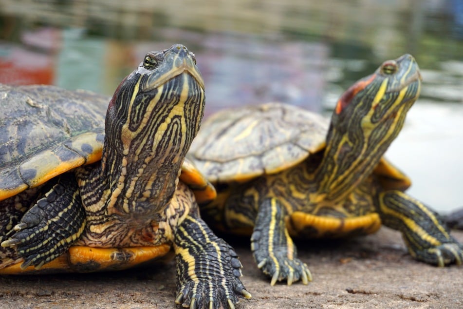 Männlich oder weiblich? Es gibt auch schöne Unisex-Namen für Schildkröten.