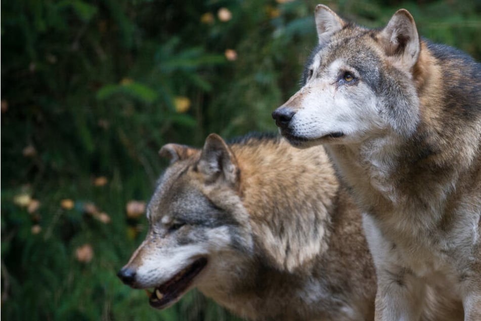 Wölfe: Sachsen-Anhalts Agrarminister fordert schwächeren Schutzstatus von Wölfen