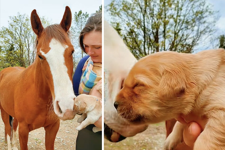 Die Hundewelpen treffen zum ersten Mal auf Pferde, um ihren Geruchssinn bestmöglich entwickeln zu können.