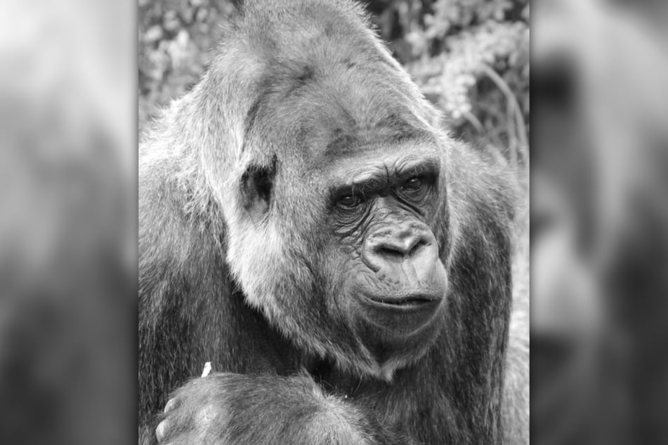 Zoo Berlin: Gorilla-Dame stirbt mit 41 Jahren nach Zahn-OP