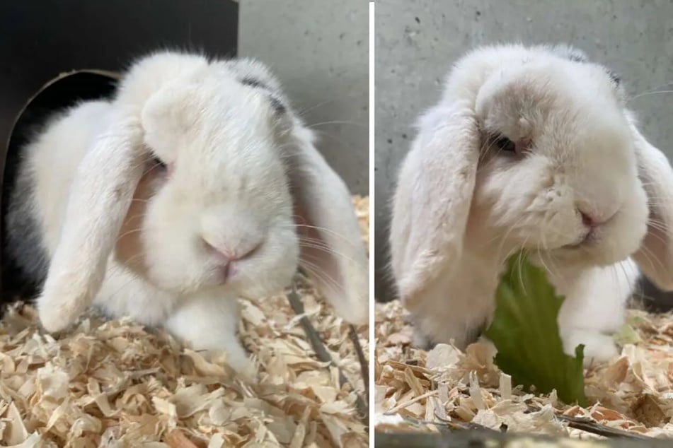 Widderkaninchen Wolfi lebt erneut im Tierheim Berlin und hofft darauf, adoptiert zu werden.