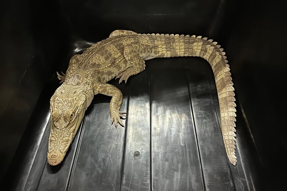 Dieses Salzwasserkrokodil lebte auf dem Balkon der Frau.