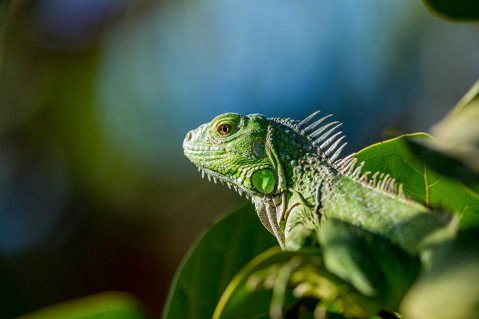 An iguana caused a major power outage in a South Florida city.