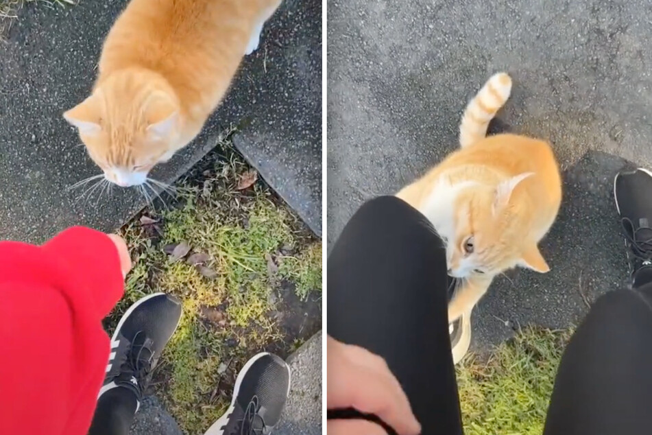 Cat comes for the petting but stays for the mauling in a TikTok with a hilarious twist