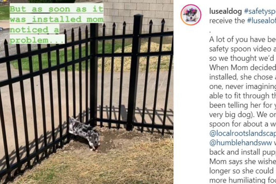 Lu-Seal entkam regelmäßig durch den Zaun.