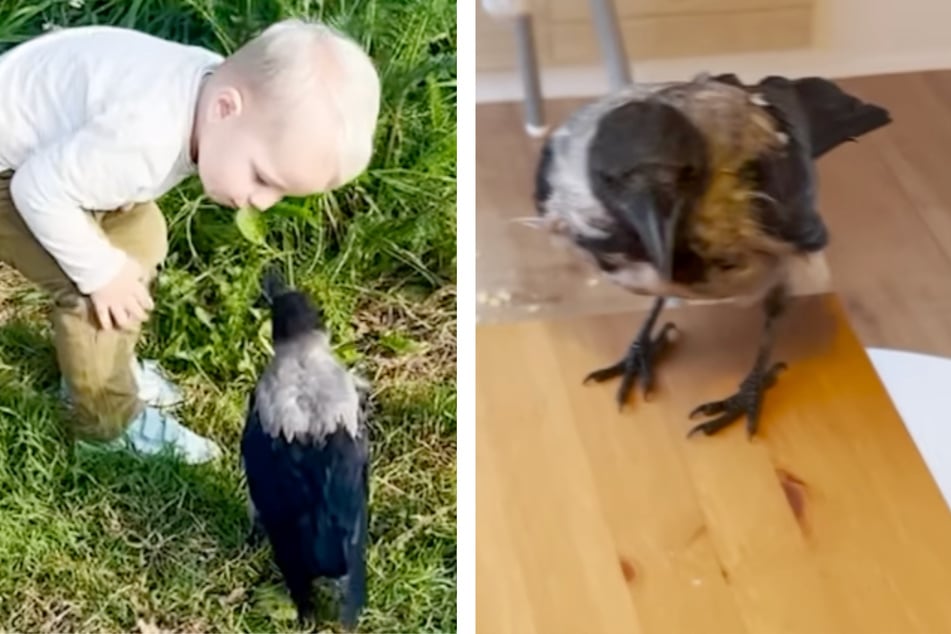 Toddler and crow's inseparable bond is too cute for words