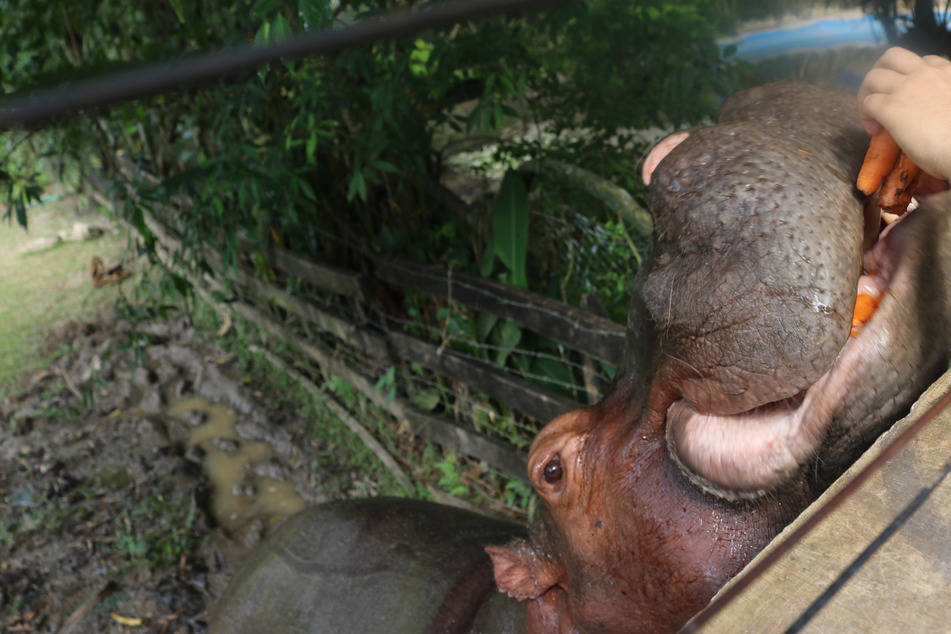 Nilpferd Vanessa gehört zu den kolumbianischen Hippos - nicht überall sind die Tiere allerdings so friedlich.