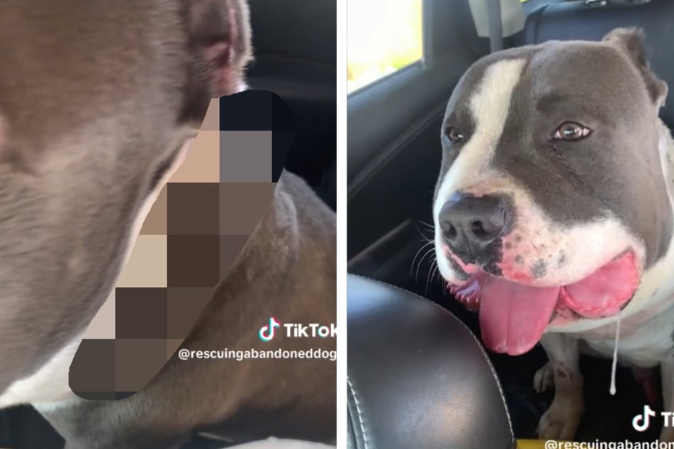 Frau rettet hilflosen Hund von der Straße: Wie sein Kopf aussieht, schockiert