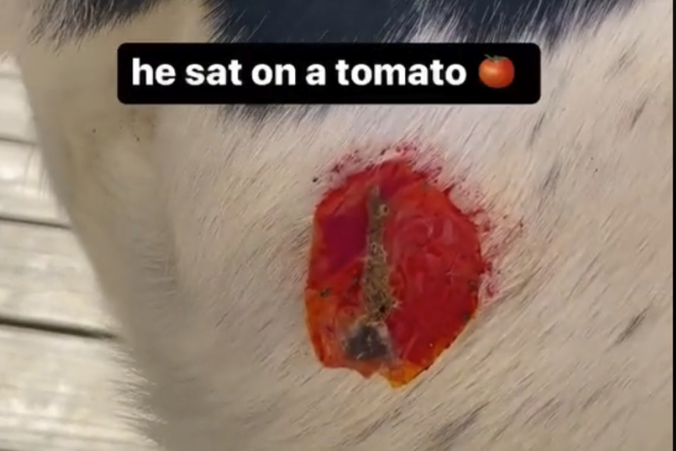 Jack's "wound" turned out to be just a squished tomato.