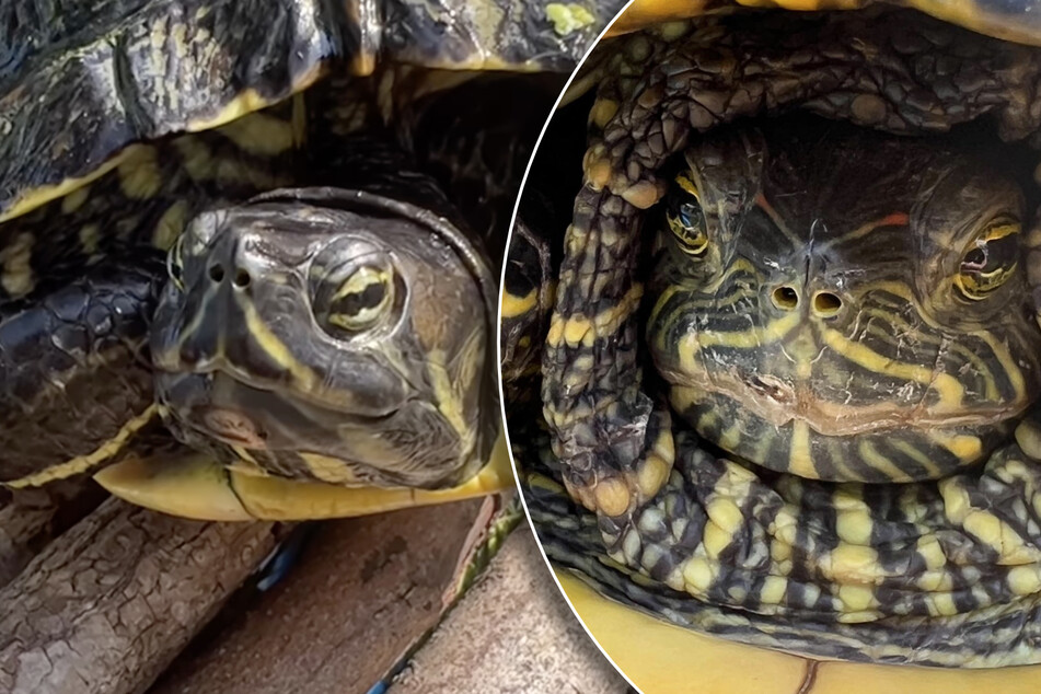 Seltene Reptilien suchen neues Zuhause: "Wunderschöne Kreaturen"