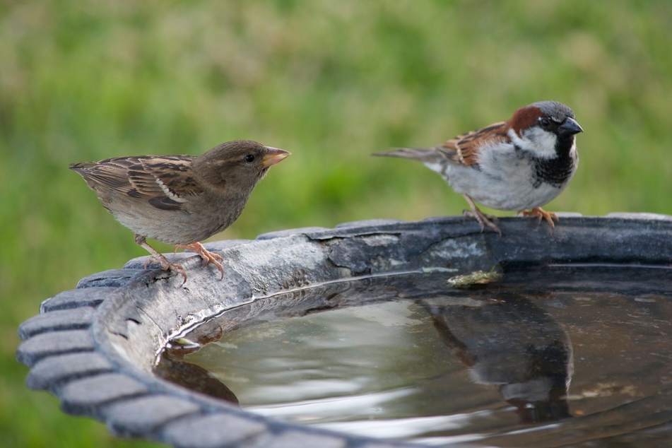 Wasser im Feng-Shui-Garten bringt nicht nur Harmonie, es sorgt auch für lebendige Gäste.