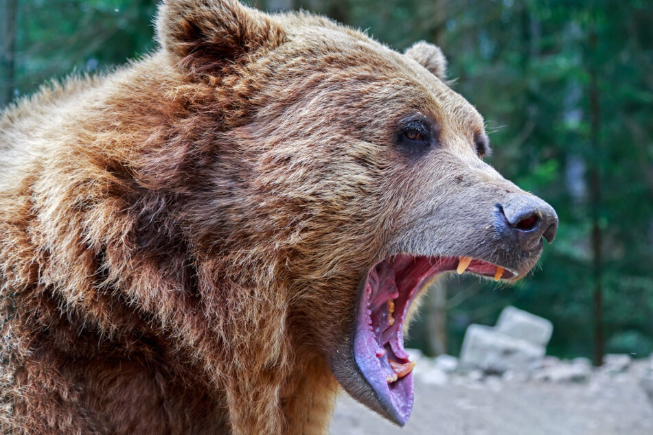 Schon wieder! Bär greift Touristen an, ein Mann getötet