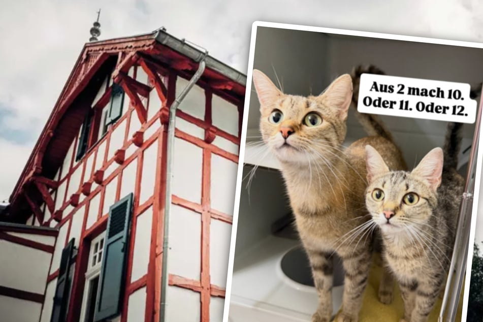 Tierheim erlebt dicke Überraschung mit zwei Katzen: "Geschichten zum Kopfschütteln"