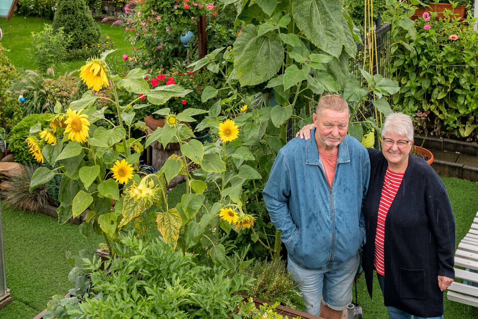 Für Gisela (72) und Christian (71) ist das XXL-Gewächs eine Überraschung.