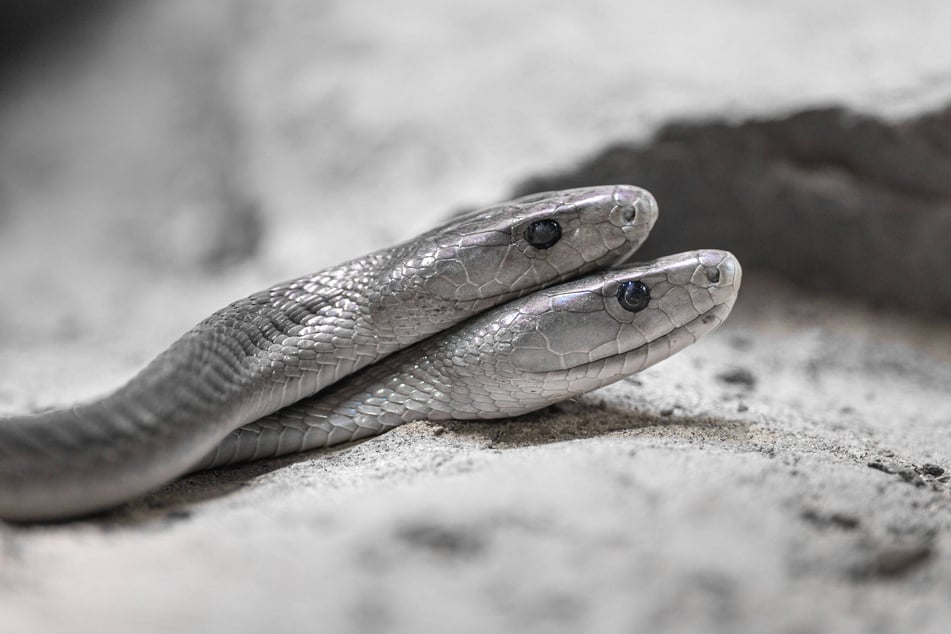 Die schwarze Mamba bei der Paarung.