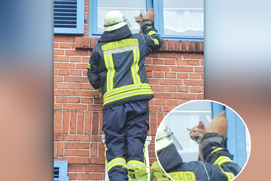 Süße Katze bleibt im Fenster stecken: Feuerwehr eilt zu Hilfe!