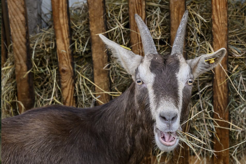 80 animales muertos descubiertos: granja ecológica recibe prohibición de mantener animales
