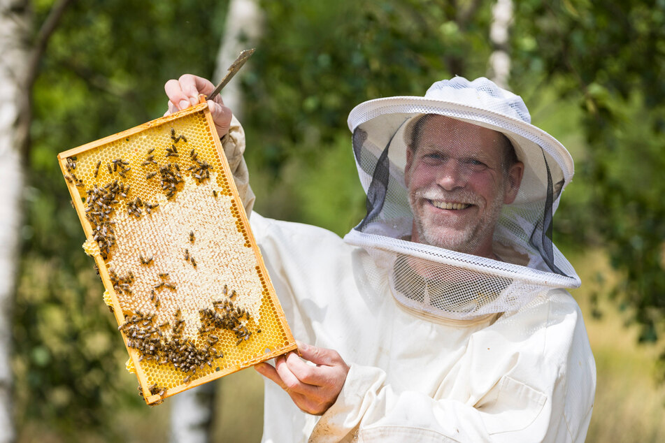 Fleißige Bienen-Völker sammeln den WM-Honig von Altenberg