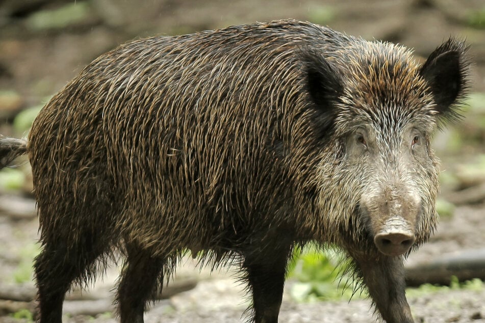 Sperrzone nach Schweinepest-Fund ausgeweitet