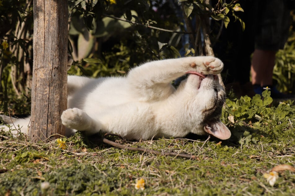 Katzen putzen sich im Sommer zum Teil auch, um ihre Körpertemperatur zu regulieren.